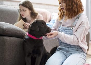 3 Basic Feeding Tips for Your Dog