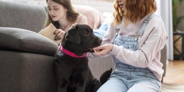 3 Basic Feeding Tips for Your Dog