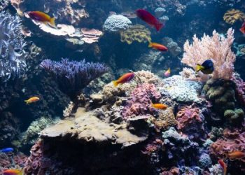 5 Simple Tips to Clean Your Fish Tank