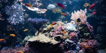 5 Simple Tips to Clean Your Fish Tank