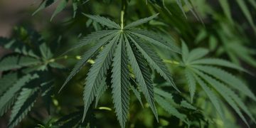 Health Conditions That Improve by Using CBD – Asktohow