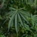 Health Conditions That Improve by Using CBD – Asktohow