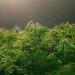 CBD flowers without THC (CBD Blüten ohne THC) – Asktohow