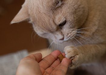 Benefits of Feeding Supplements With Salmon Oil for Cats