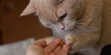 Benefits of Feeding Supplements With Salmon Oil for Cats