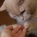 Benefits of Feeding Supplements With Salmon Oil for Cats