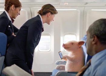 Which Airlines Allow Emotional Support Animals