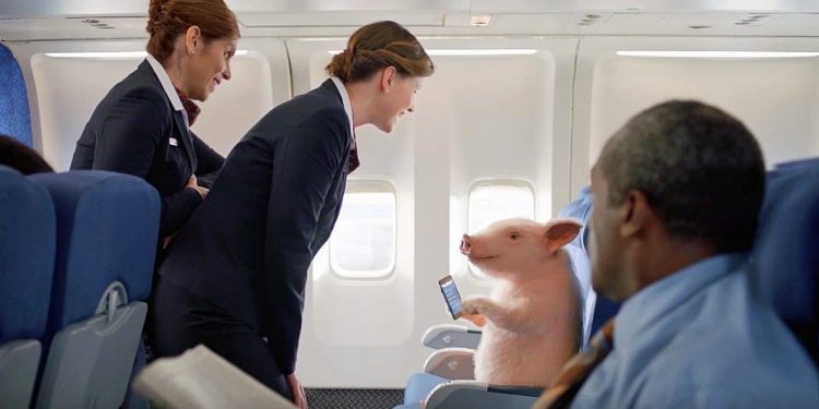 Which Airlines Allow Emotional Support Animals