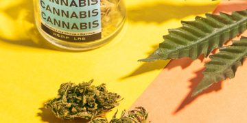 What You Need to Know About the Best Strains for Medicinal Cannabis That Will Help You