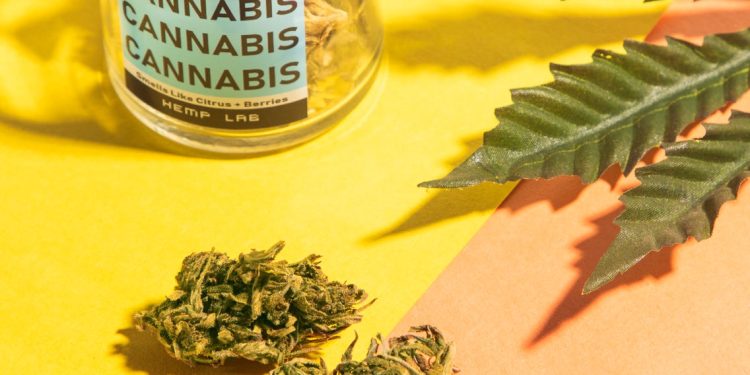 What You Need to Know About the Best Strains for Medicinal Cannabis That Will Help You