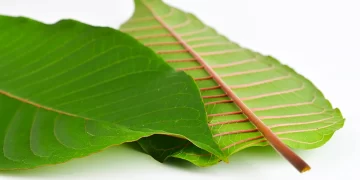 How To Ensure That You are Buying Genuine Red Vein Kratom?