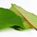 How To Ensure That You are Buying Genuine Red Vein Kratom?