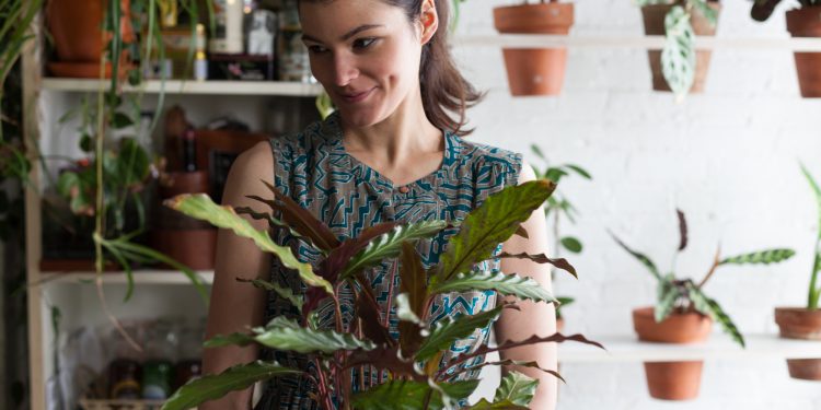 How To Properly Care For Plants?