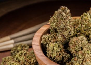 Is Sour Glue Strain Potent?