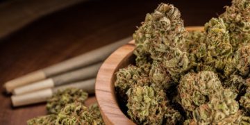 Is Sour Glue Strain Potent?