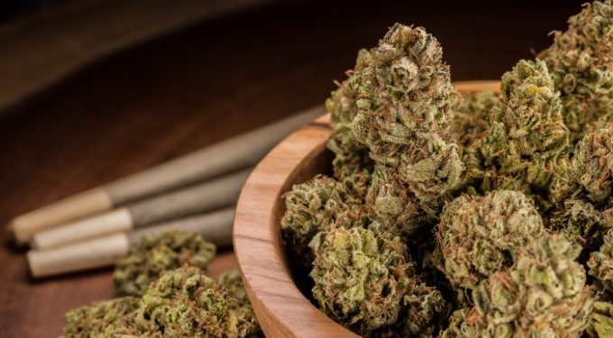 Is Sour Glue Strain Potent?