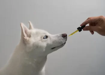 Secrets To Treat Your Dog With Cbd Oil