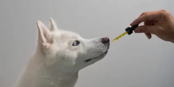 Secrets To Treat Your Dog With Cbd Oil