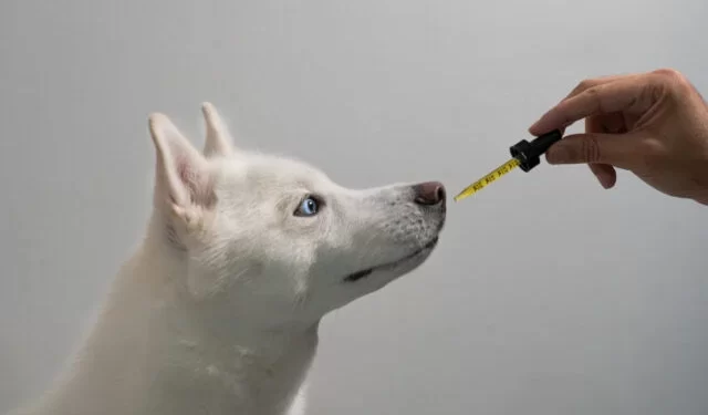 Secrets To Treat Your Dog With Cbd Oil