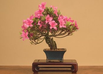Bonsai Plants Online