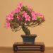 Bonsai Plants Online