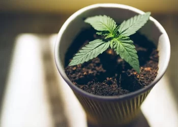 Exploring the Lifter Strain