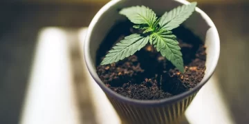 Exploring the Lifter Strain