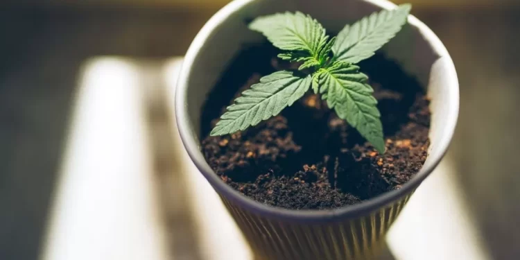 Exploring the Lifter Strain