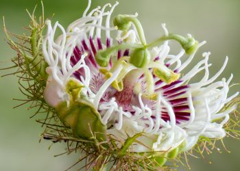 What Are The Benefits Of Passionflower Supplements?
