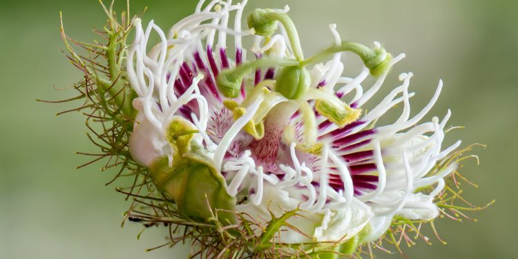 What Are The Benefits Of Passionflower Supplements?