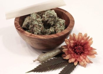 Where to buy CBD seeds