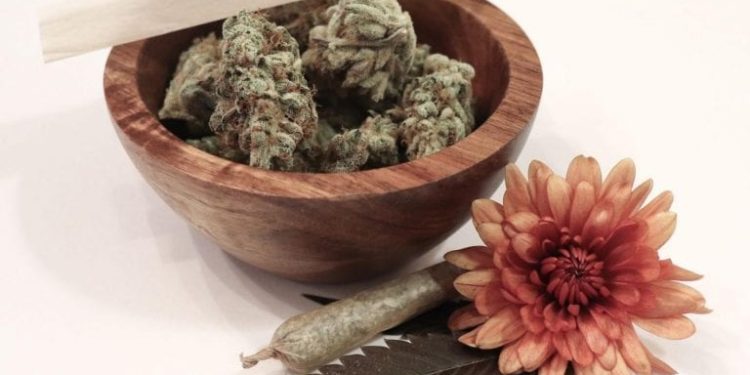 Where to buy CBD seeds