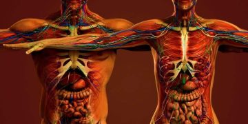 The Structure of the Human Body: From Bones to Blood Vessels