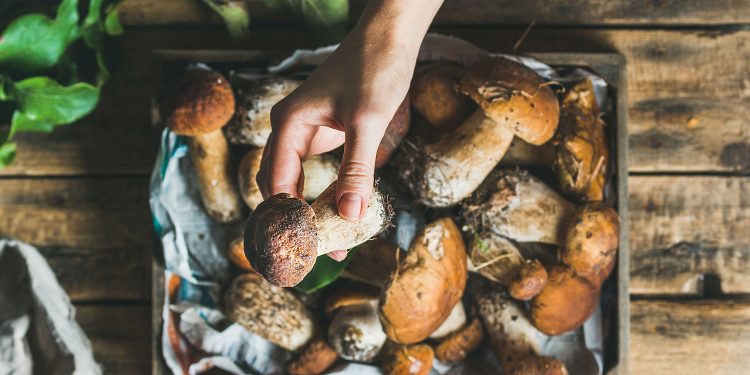 What Are Functional Mushrooms And How Can They Improve Your Health?