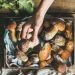 What Are Functional Mushrooms And How Can They Improve Your Health?