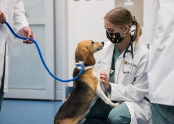What are the key reasons to choose to go into veterinary medicine?