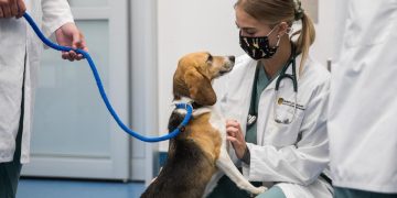 What are the key reasons to choose to go into veterinary medicine?