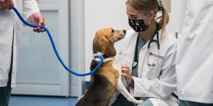 What are the key reasons to choose to go into veterinary medicine?