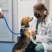 What are the key reasons to choose to go into veterinary medicine?
