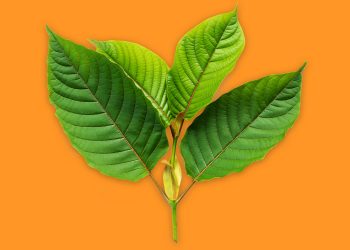 5 Ways To Use Red Bali Kratom For A Refreshing Morning?