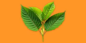 5 Ways To Use Red Bali Kratom For A Refreshing Morning?