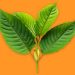 5 Ways To Use Red Bali Kratom For A Refreshing Morning?