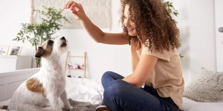 The 5 Active Ingredients To Keep Your Dog Looking And Feeling Healthy