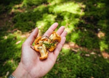 What Is Foraging and How to Get Started