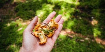 What Is Foraging and How to Get Started
