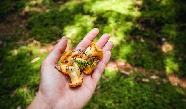 What Is Foraging and How to Get Started