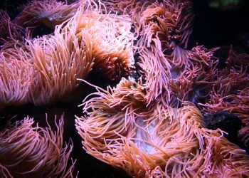 Sea Moss