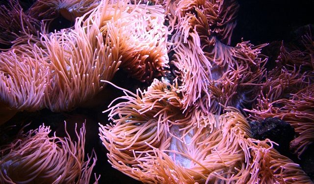 Sea Moss