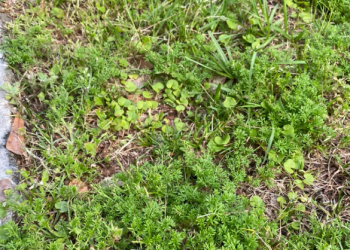 How To Get Rid Of Sticker Weed