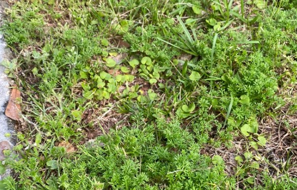 How To Get Rid Of Sticker Weed